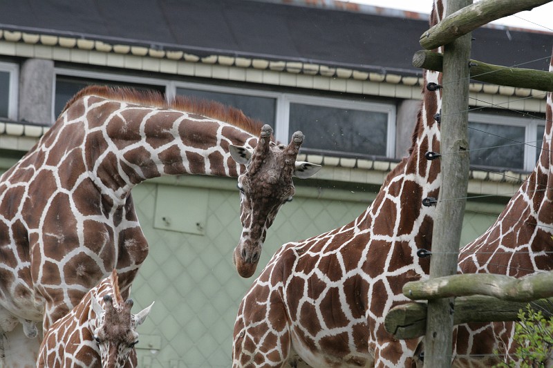 Fotoclubje Blijdorp 2008-16.jpg